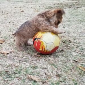 Meet your Posher, Gilbert